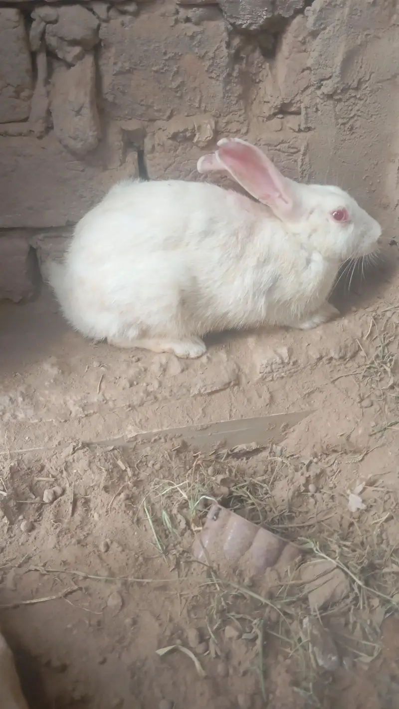 rabbit for sale dasi full healthy — photo 4