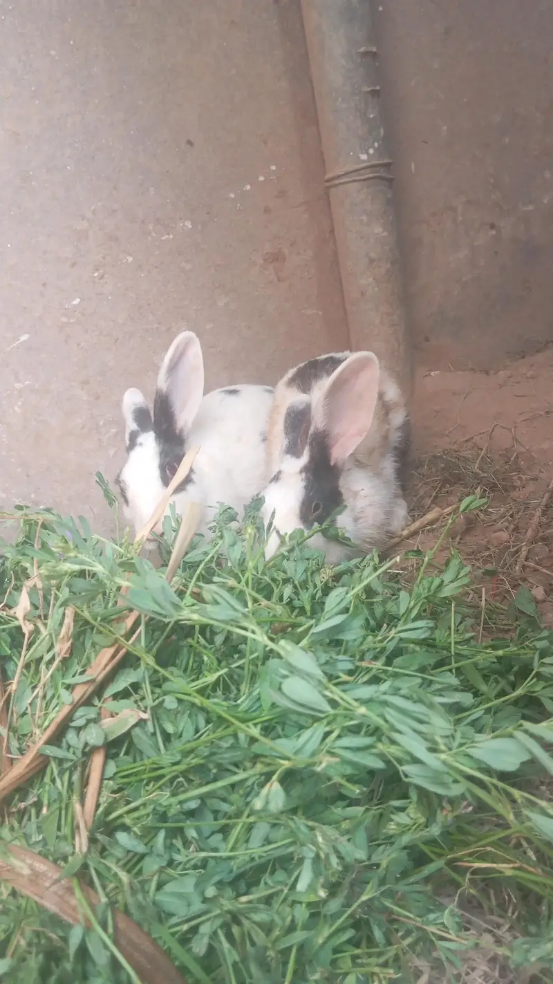 rabbit for sale dasi full healthy — photo 5