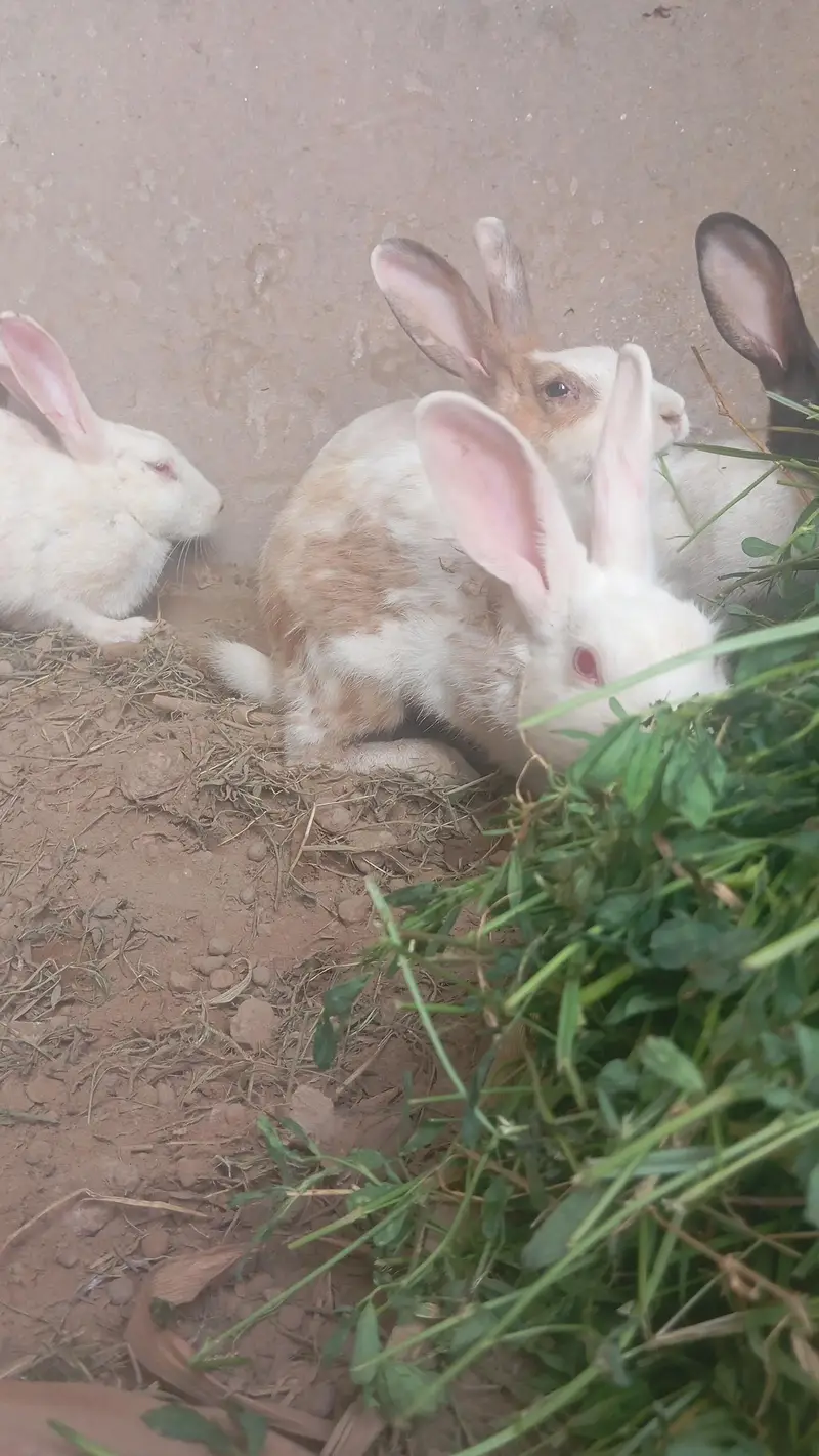 rabbit for sale dasi full healthy — photo 6