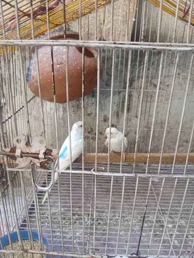 Astraliun bird 1 pair for sel femail red eyes ha