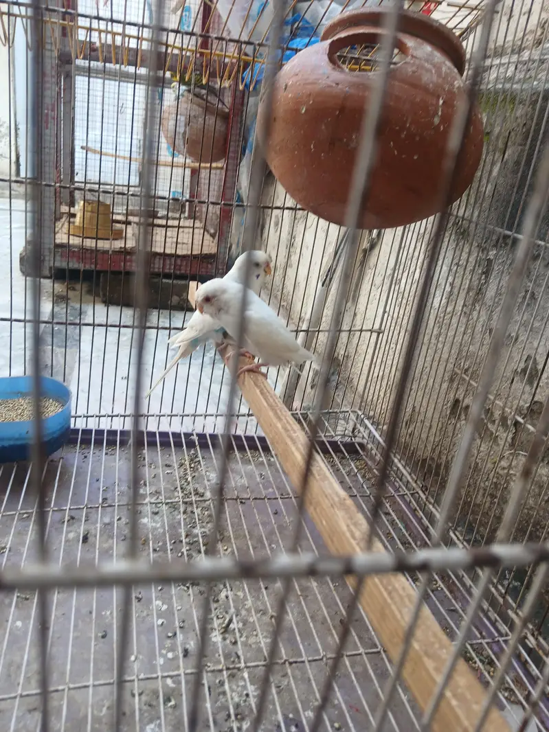Astraliun bird 1 pair for sel femail red eyes ha — photo 2