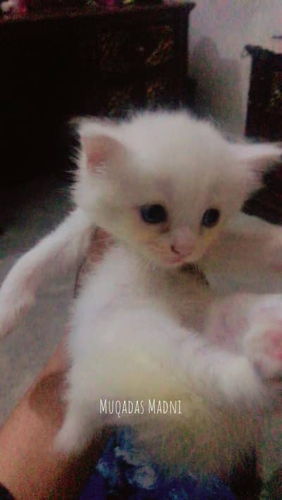 Purebred Persian Kittens Trio - Heavy Triple Coated
