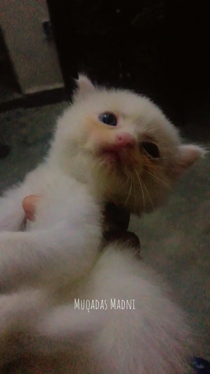 Purebred Persian Kittens Trio - Heavy Triple Coated — photo 2