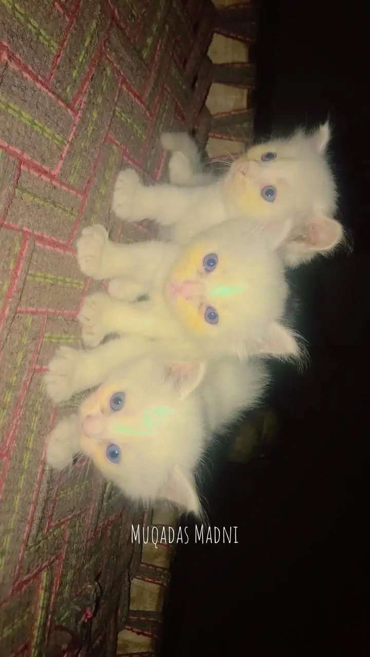 Purebred Persian Kittens Trio - Heavy Triple Coated — photo 3