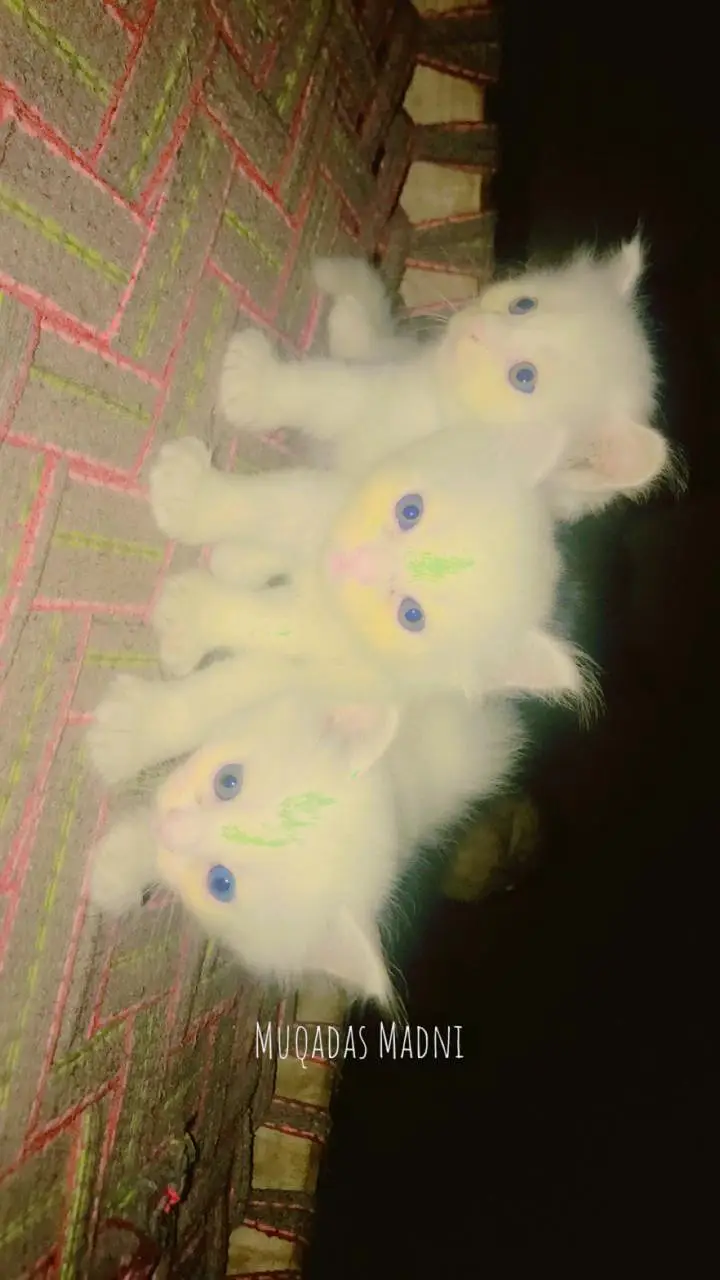 Purebred Persian Kittens Trio - Heavy Triple Coated — photo 4