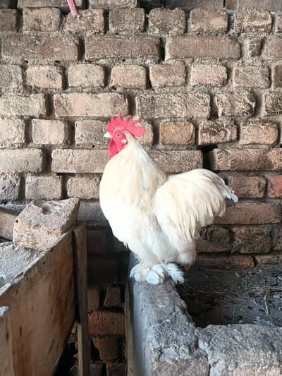 silky breed white gray and pure silki gray