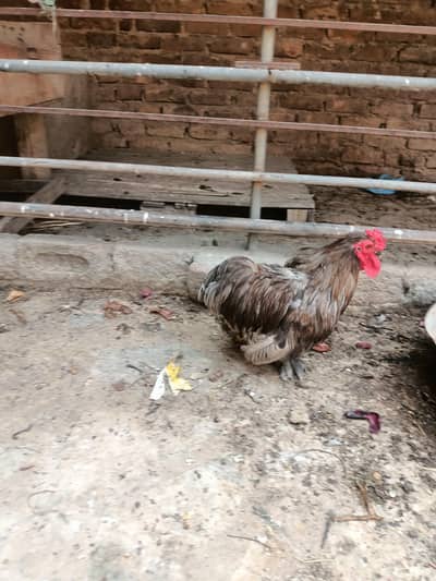 silky breed gray and pure silki gray