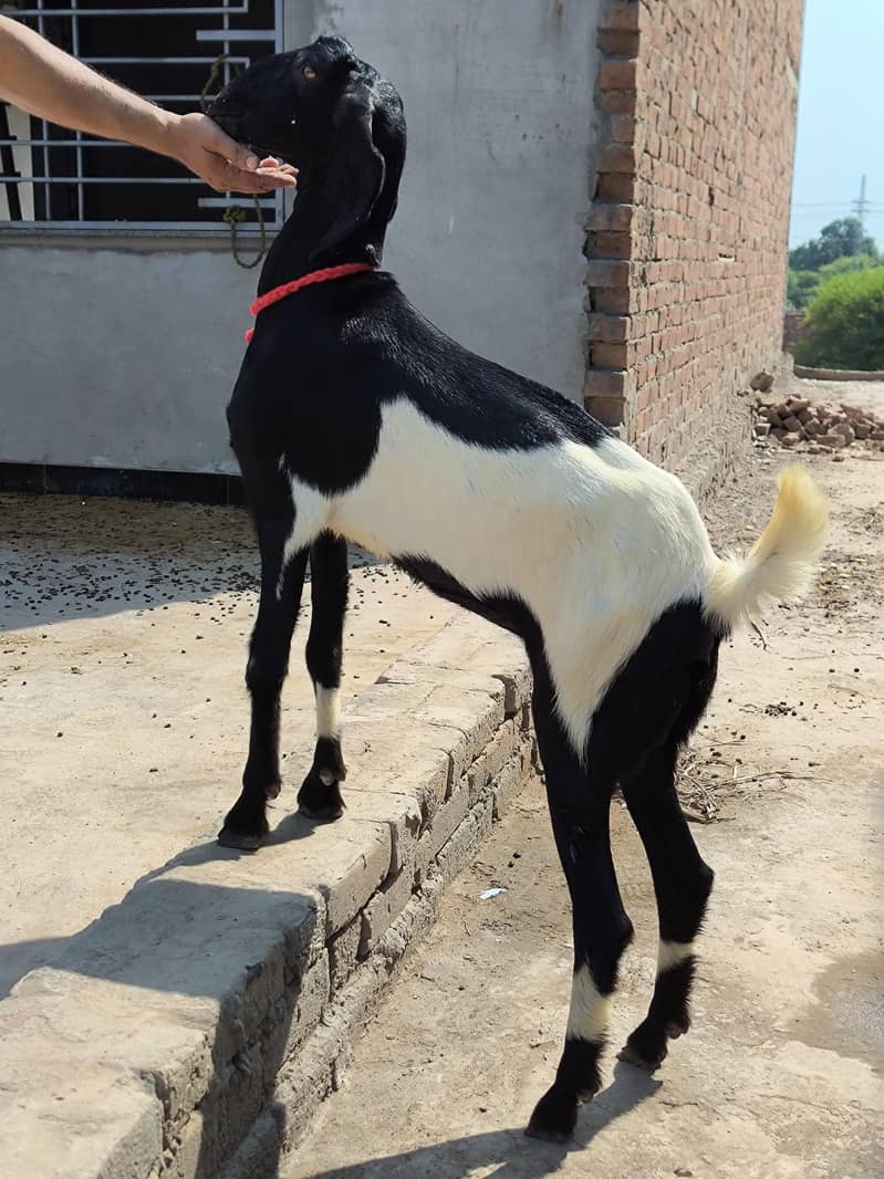 Ghaban Desi Path 1
