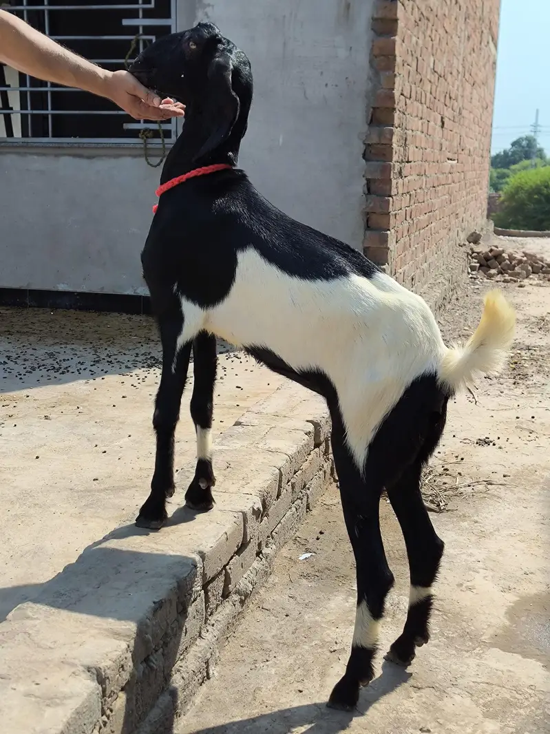 Ghaban Desi Path — photo 2