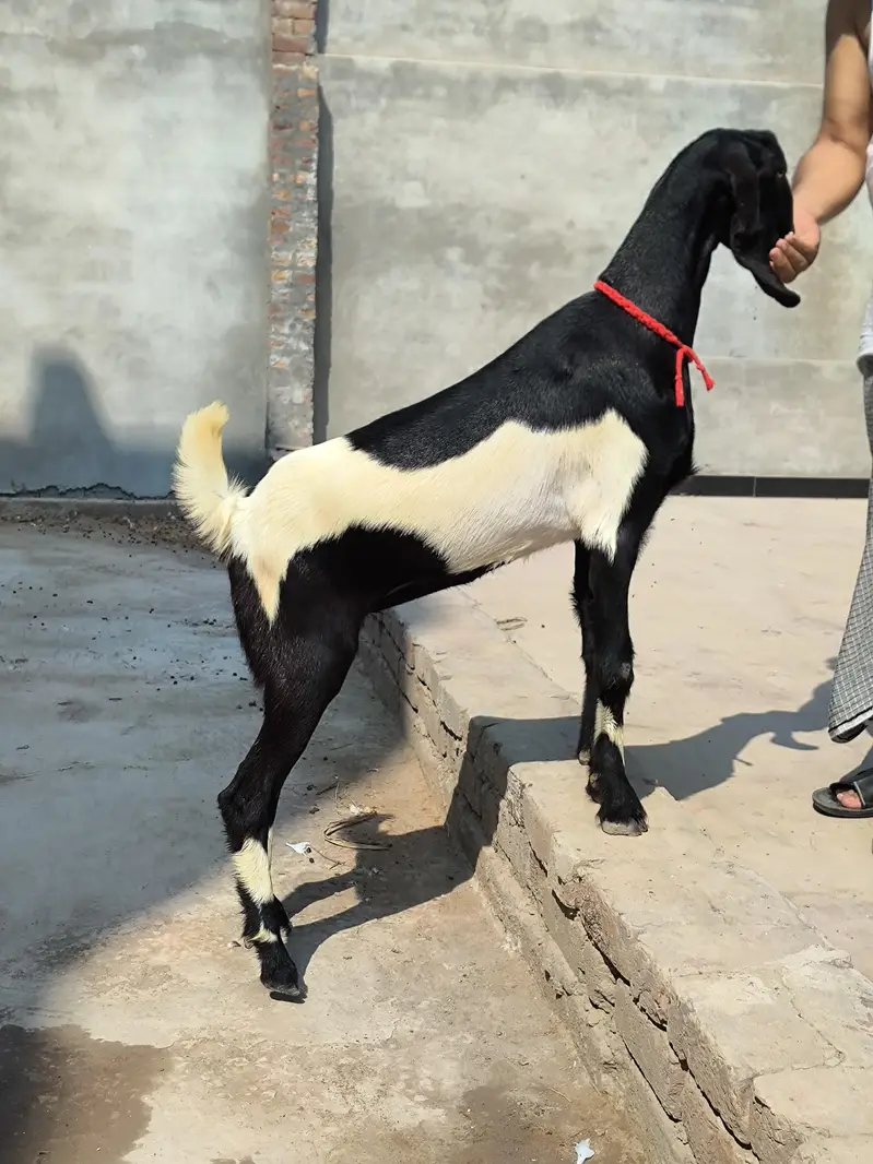 Ghaban Desi Path — photo 5
