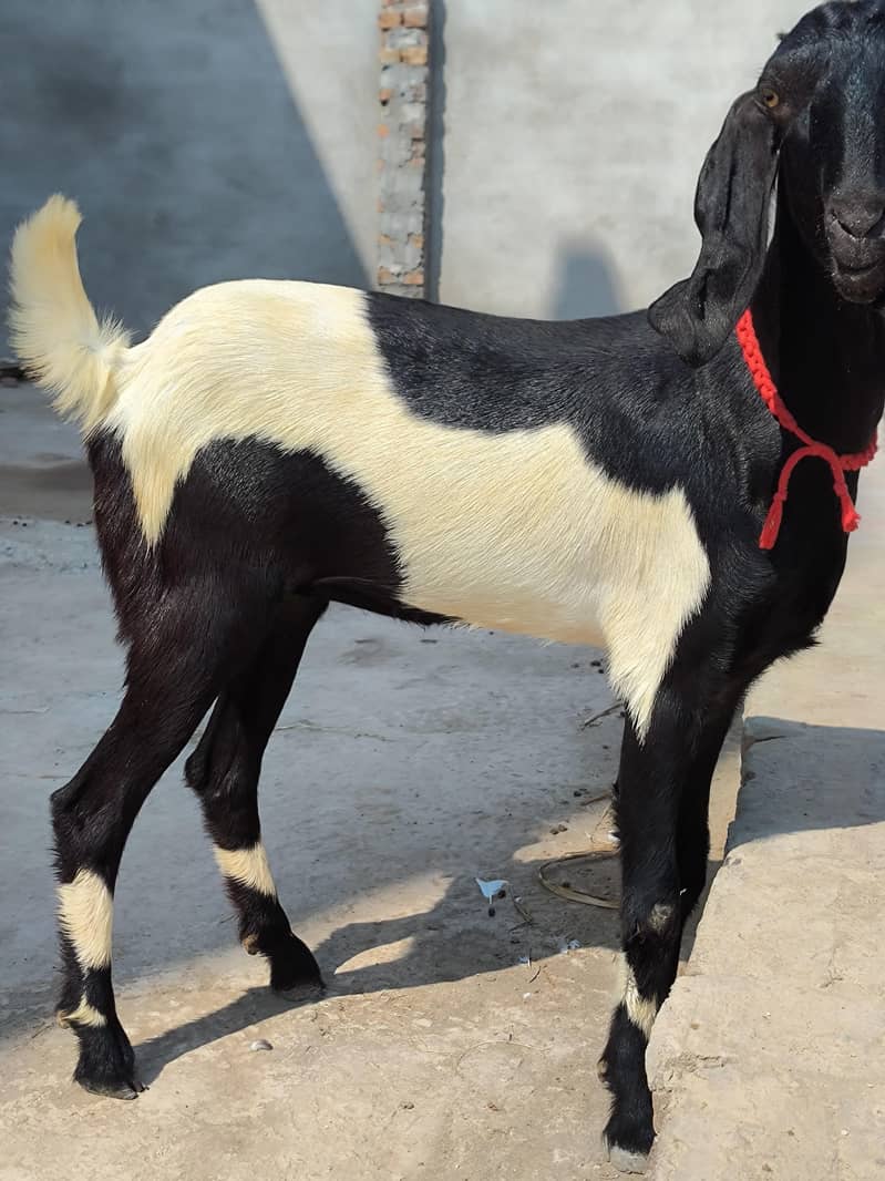 Ghaban Desi Path 6