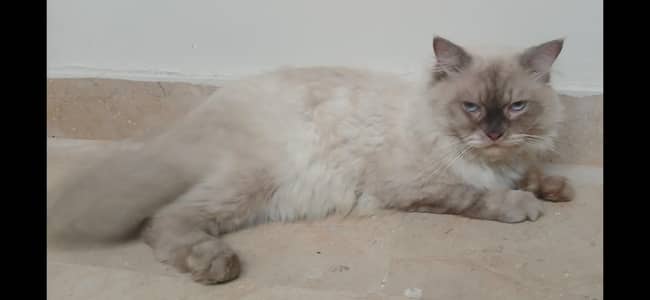 cat for sale