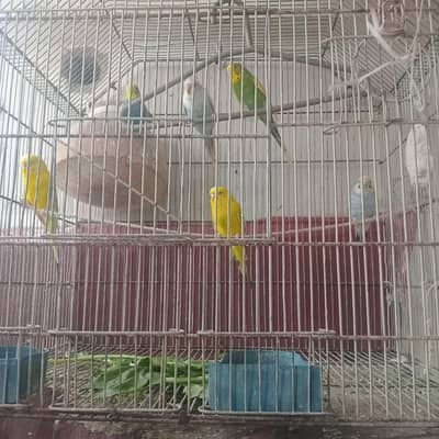 budgie parrot
