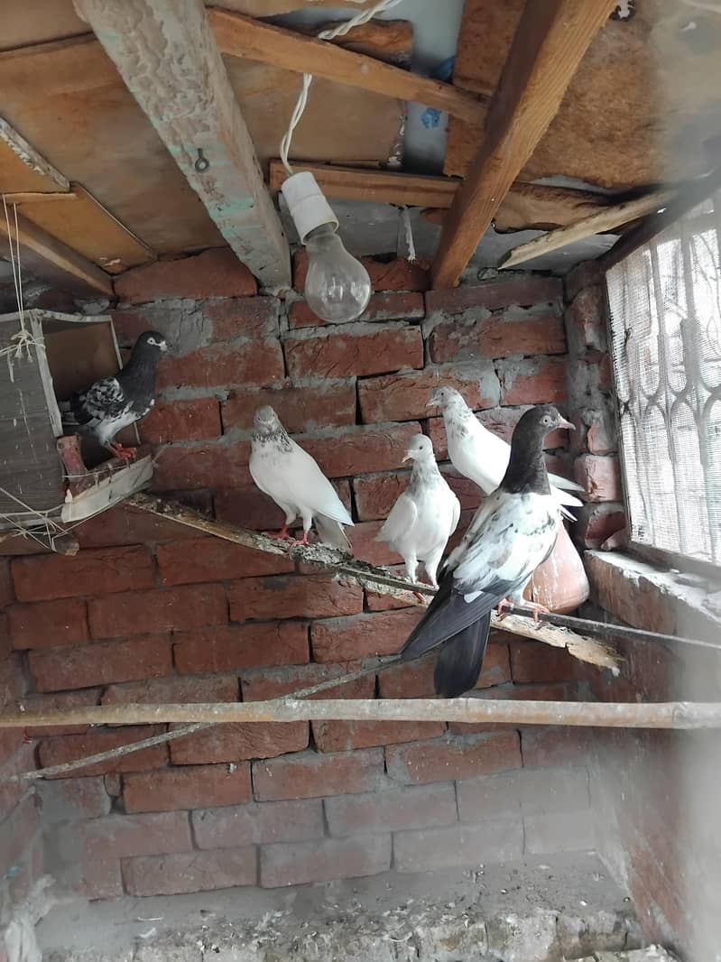 teddy pigeons 0