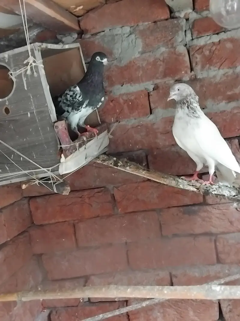 teddy pigeons — photo 2