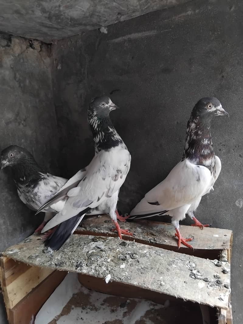 teddy pigeons 2