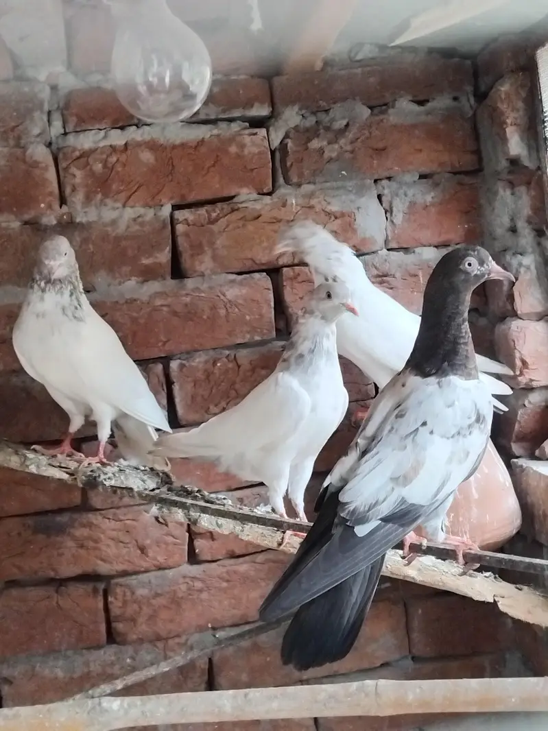 teddy pigeons — photo 4