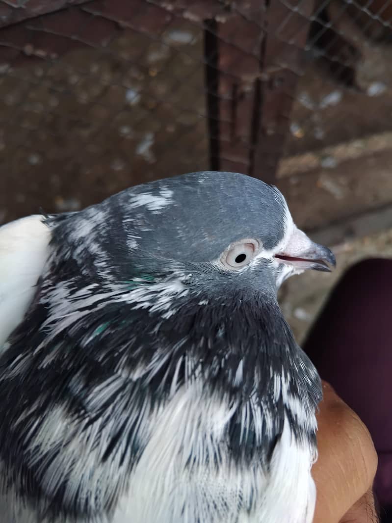 teddy pigeons 4