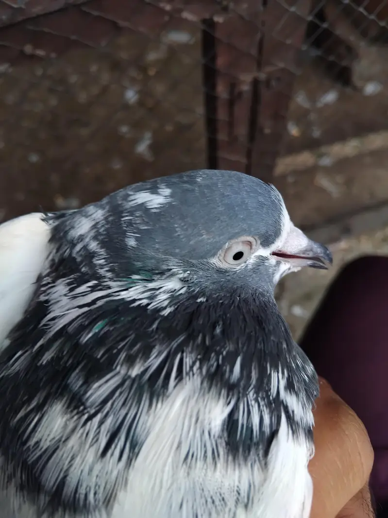 teddy pigeons — photo 5