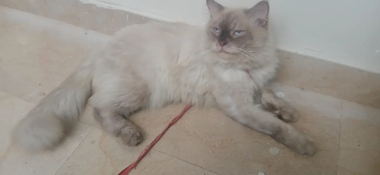 cat for sale — photo 3