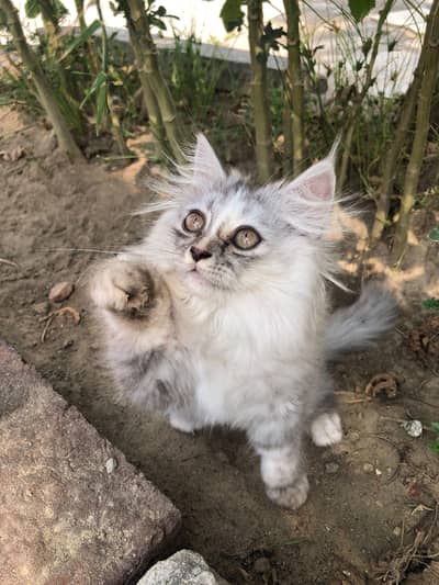 Gorgeous and Fullfy Tripple coated Persian Kittens (Silver Gray) Sale