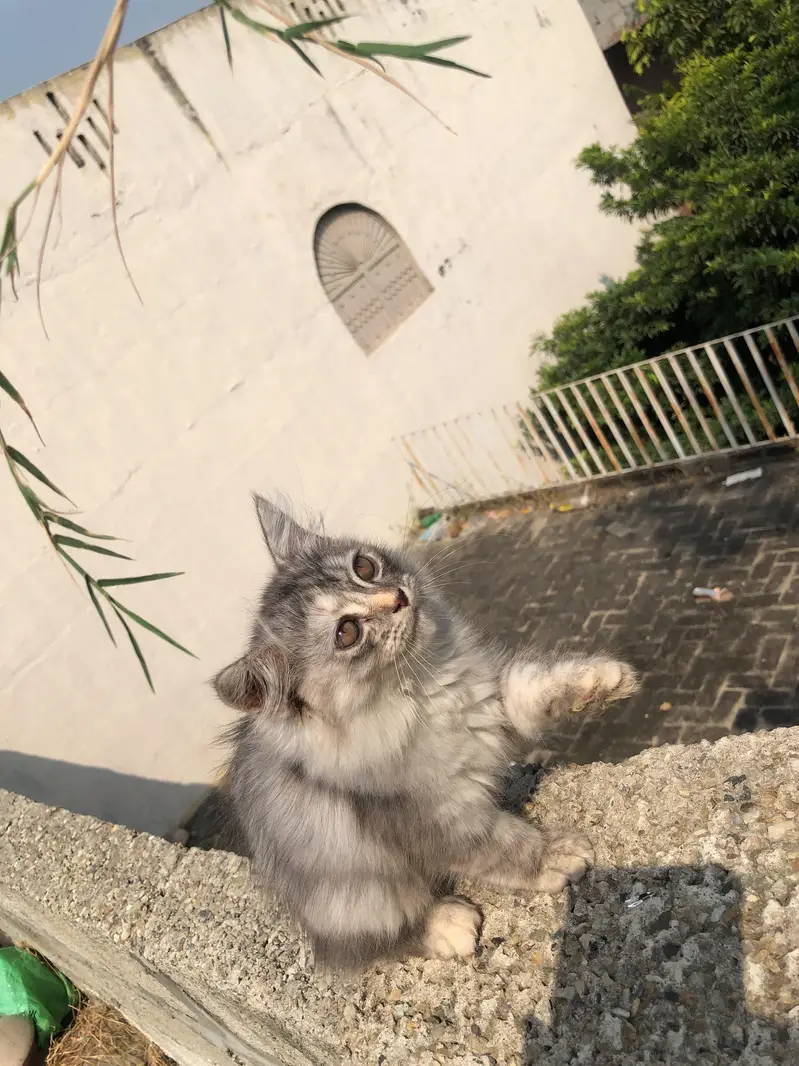 Gorgeous and Fullfy Tripple coated Persian Kittens (Silver Gray) Sale — photo 2
