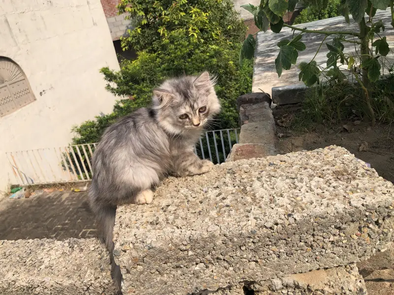Gorgeous and Fullfy Tripple coated Persian Kittens (Silver Gray) Sale — photo 3