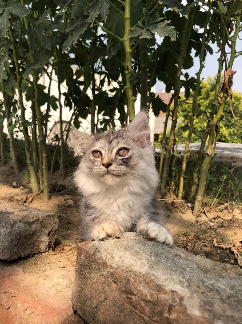 Gorgeous and Fullfy Tripple coated Persian Kittens (Silver Gray) Sale — photo 4