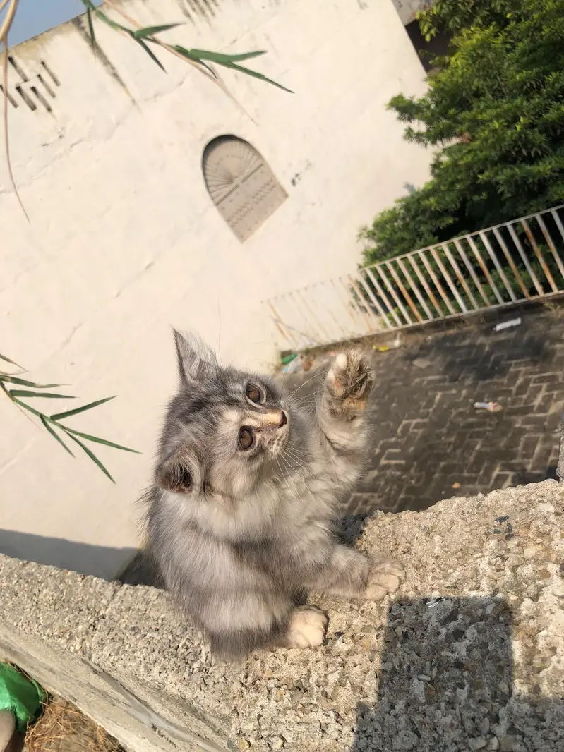 Gorgeous and Fullfy Tripple coated Persian Kittens (Silver Gray) Sale — photo 6