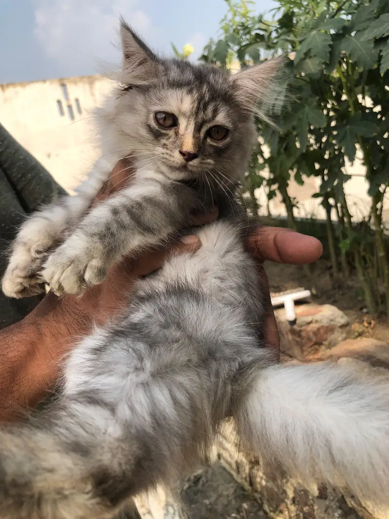Gorgeous and Fullfy Tripple coated Persian Kittens (Silver Gray) Sale — photo 8