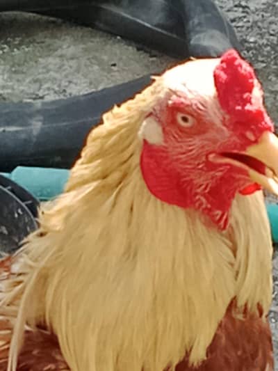 aseel murga breed sindh