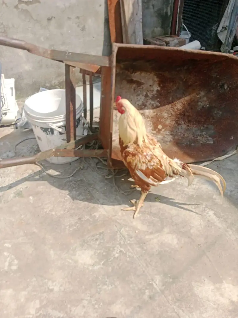 aseel murga breed sindh — photo 2