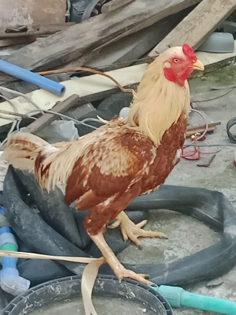 aseel murga breed sindh — photo 3