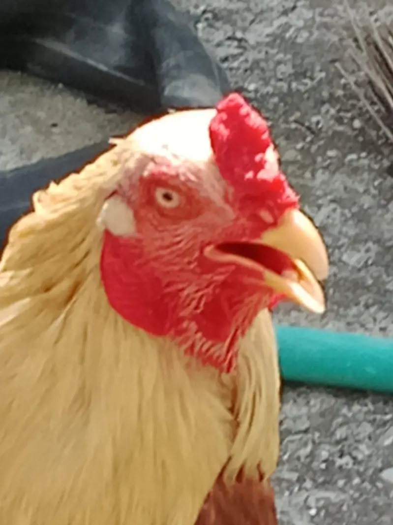aseel murga breed sindh — photo 4