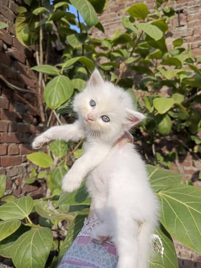 Persian kitten for sale