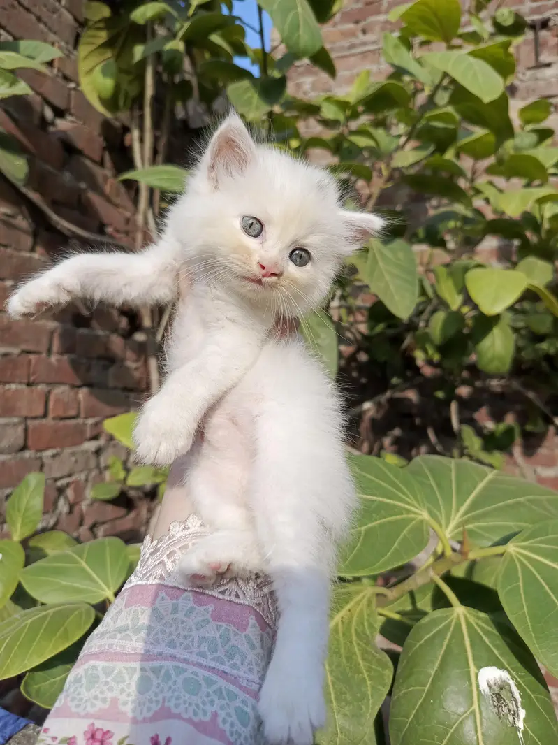 Persian kitten for sale — photo 2