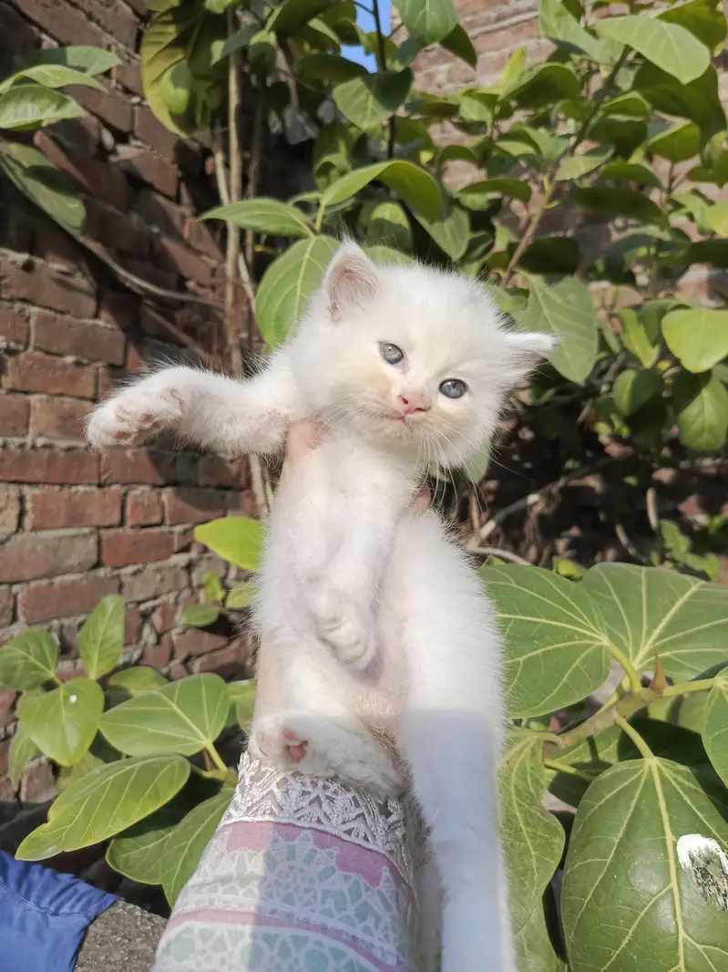 Persian kitten for sale — photo 3