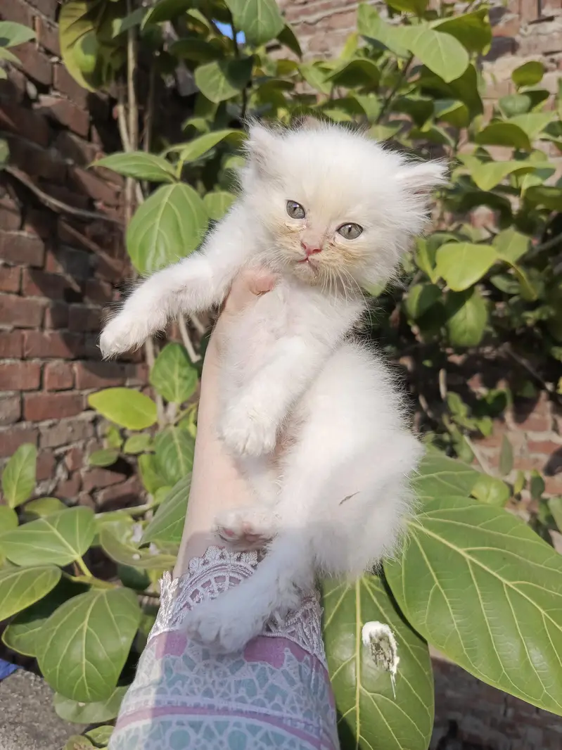 Persian kitten for sale — photo 4