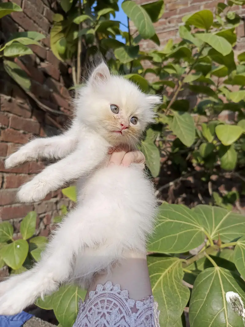 Persian kitten for sale — photo 5