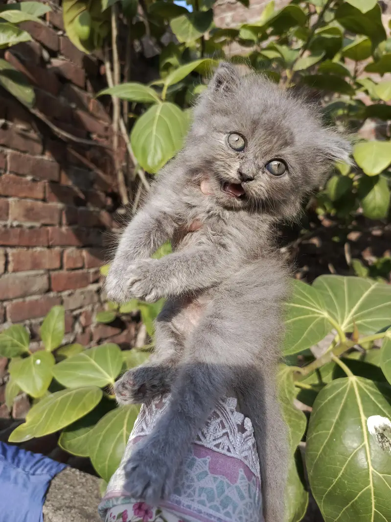 Persian kitten for sale — photo 6