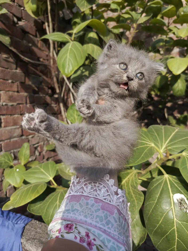 Persian kitten for sale — photo 7