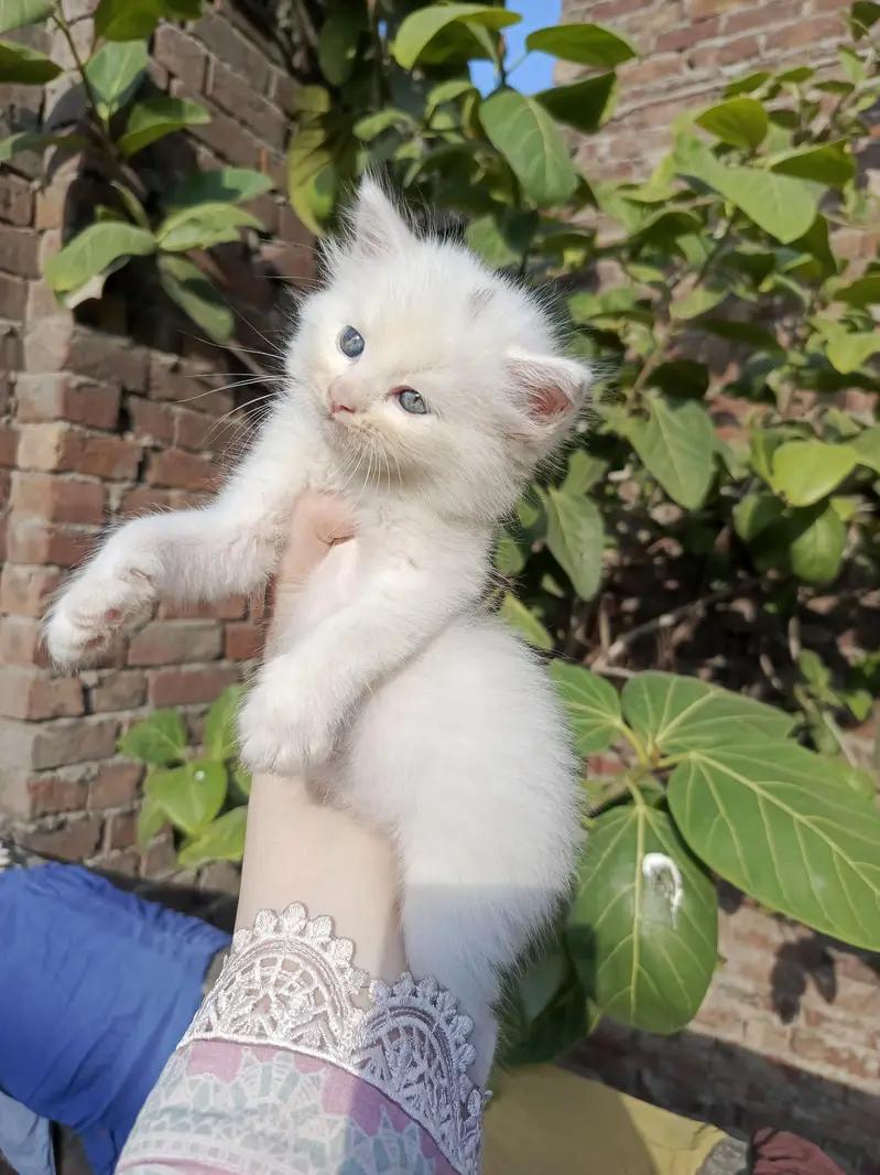 Persian kitten for sale — photo 8