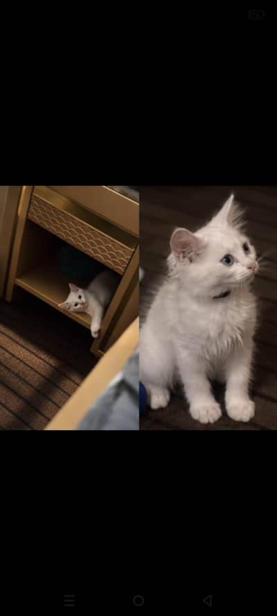 3 coated white Persian female kitten