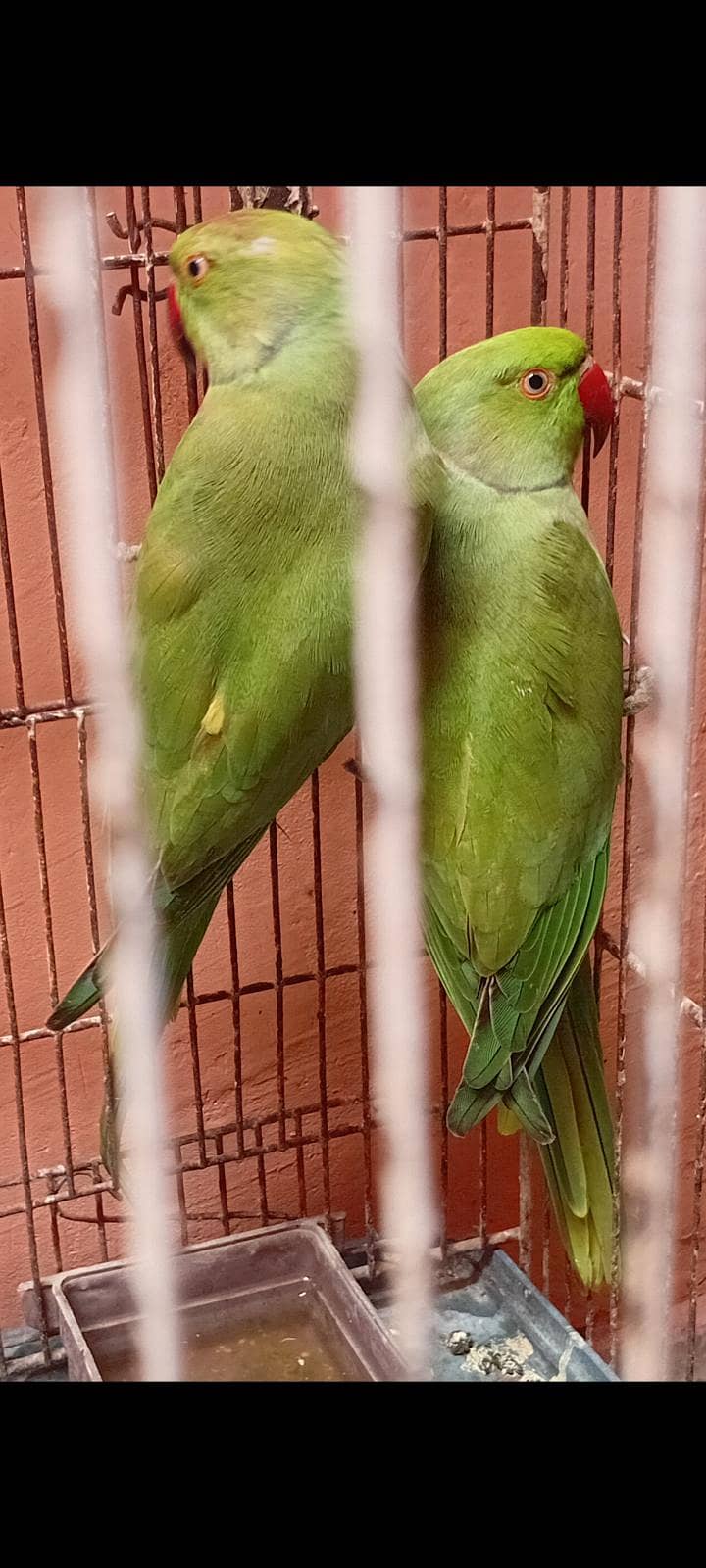 ringneck breedr pair 2