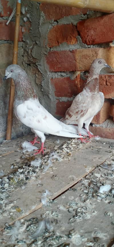 Laal/Lakha highflyer 03001007582