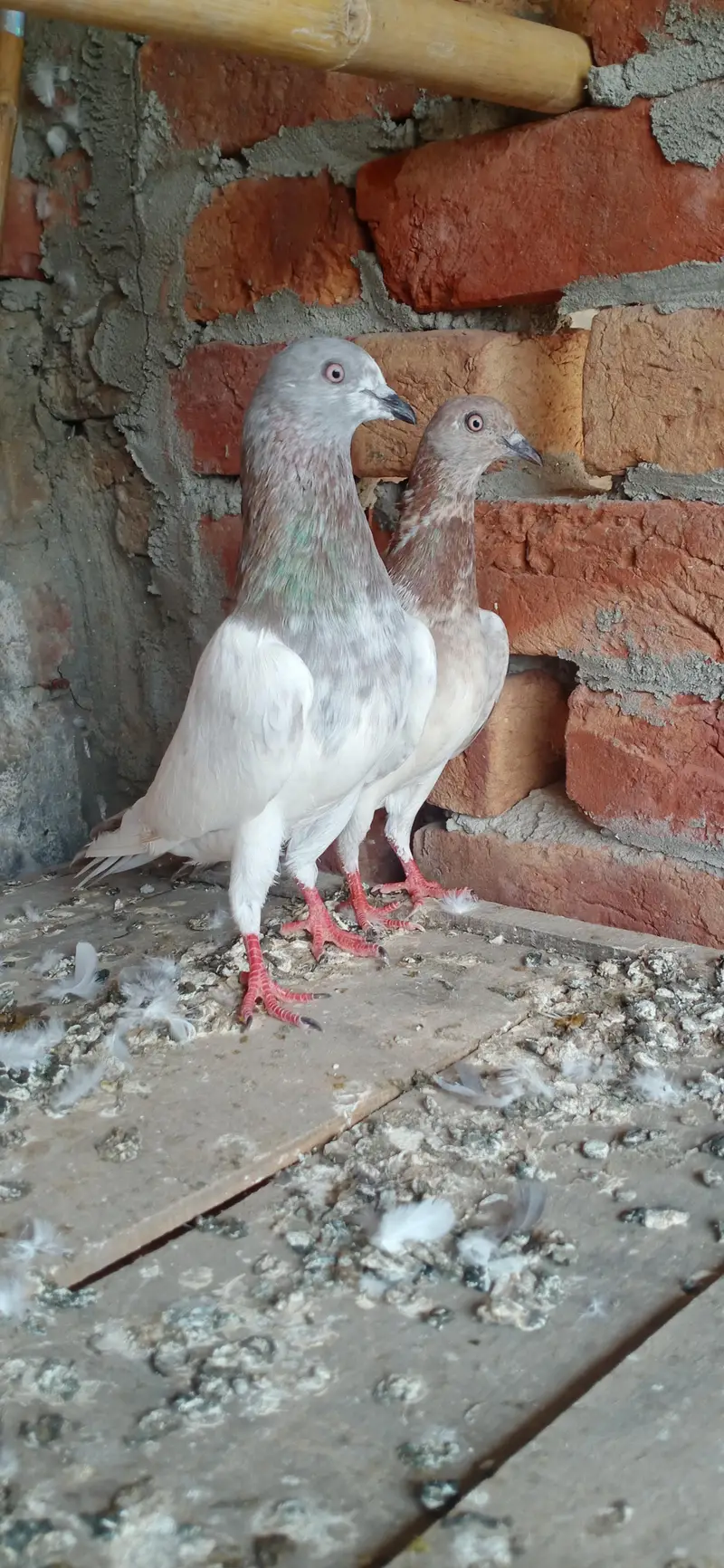Laal/Lakha highflyer 03001007582 — photo 2