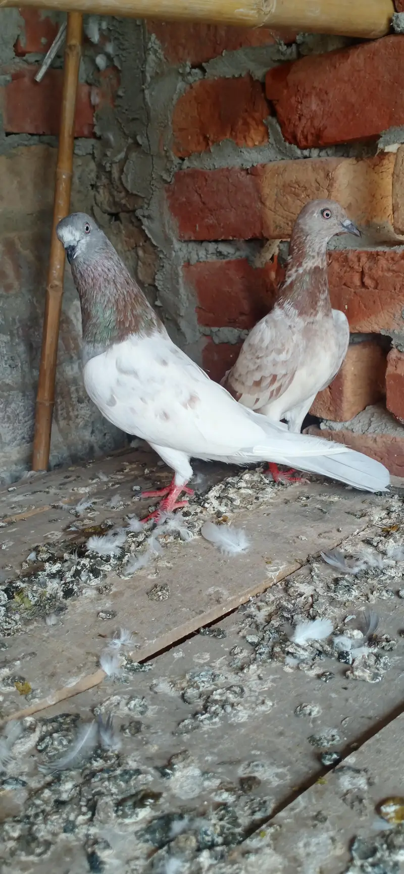 Laal/Lakha highflyer 03001007582 — photo 3