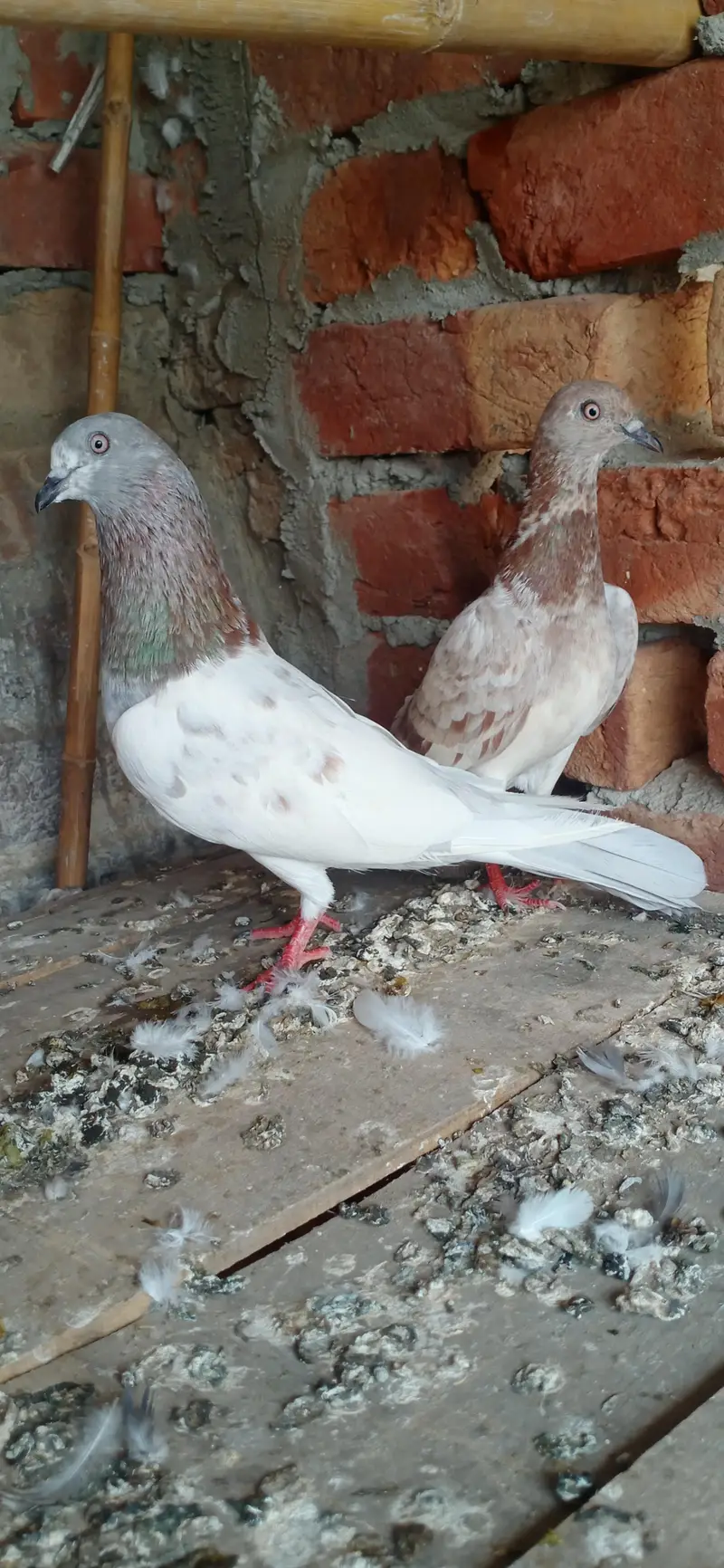 Laal/Lakha highflyer 03001007582 — photo 4