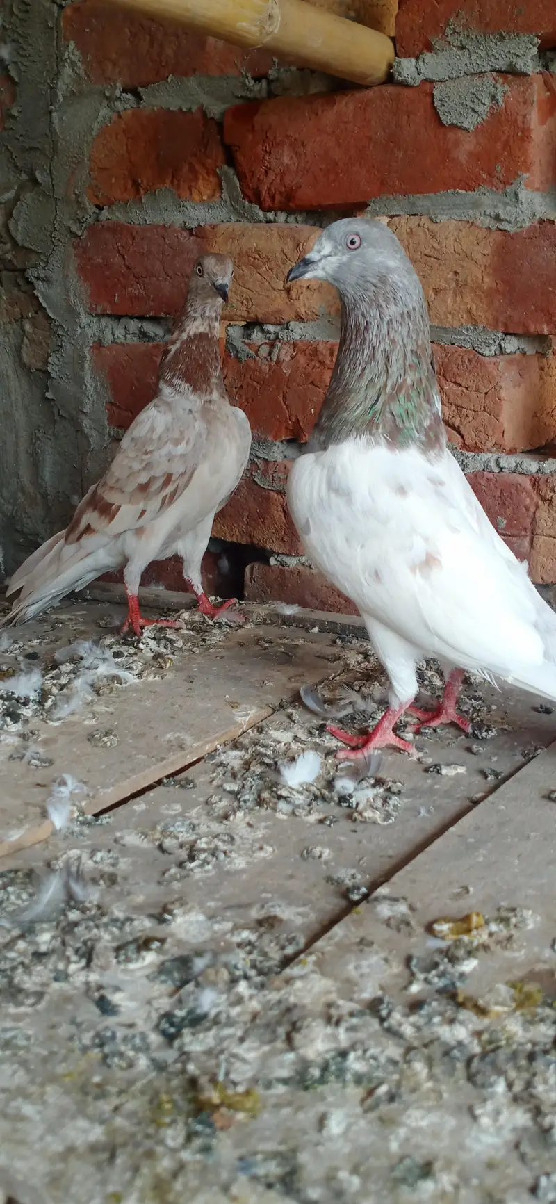 Laal/Lakha highflyer 03001007582 — photo 5