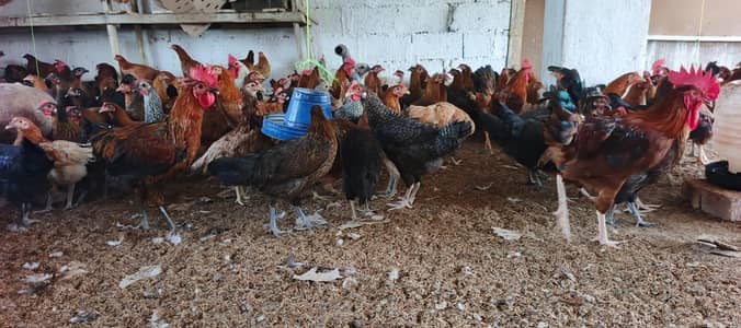 Dhanyal birds Shop kuri Road 0334-5760612, all types of birds, hens